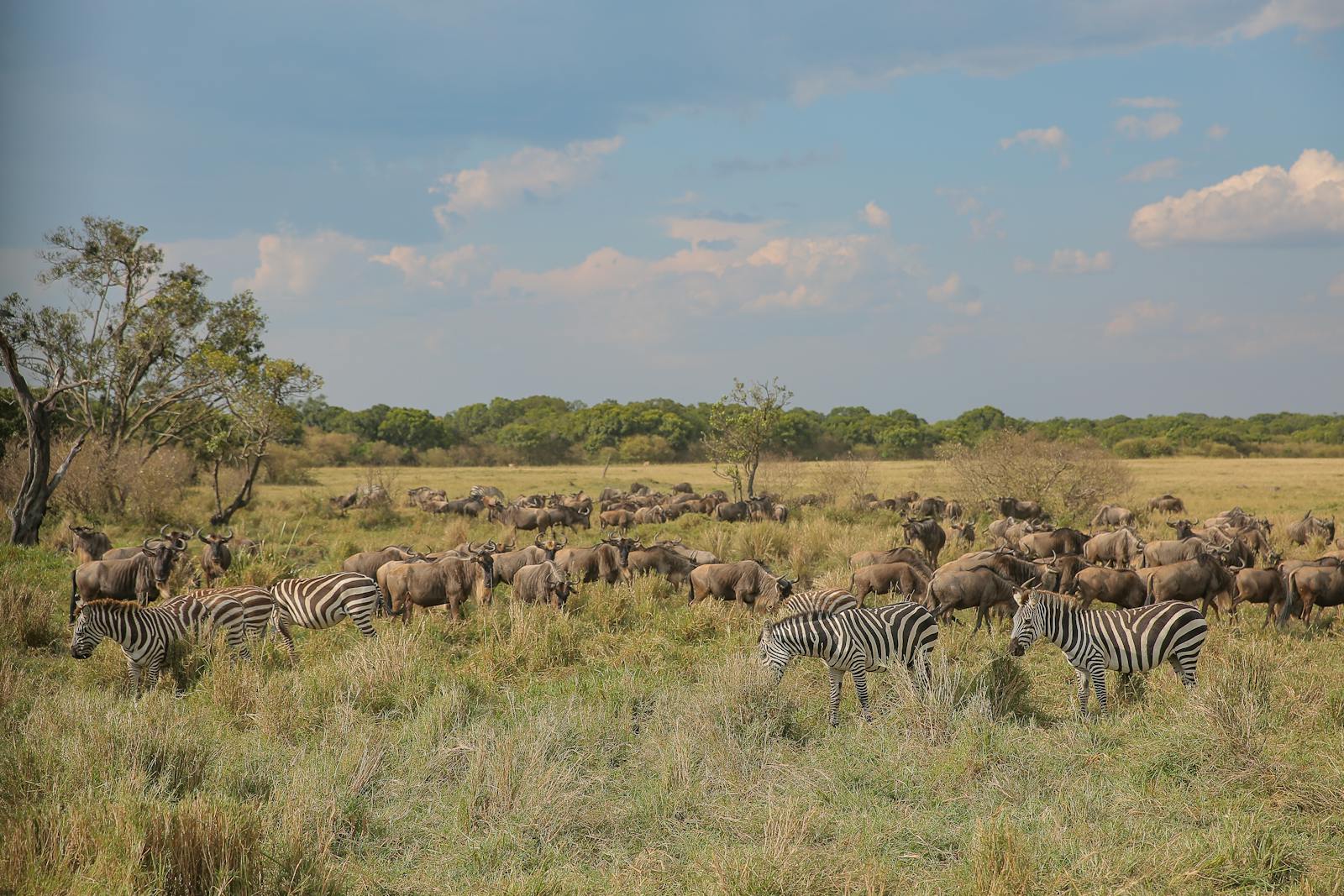Kenya Premium Safari Small Group